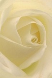 Experience the intimate embrace of a cream-white rose whose petals spiral to the heart with unassuming elegance, reminiscent of morning calm over Sydenham's leafy avenues. Every petal, almost ethereal in its softness, entices you to imagine the silken feel and light dew that graces flowers freshly picked from a local Sydenham garden. Between each ivory and pale cream fold, soft shadows create dimension and a gentle sense of drama, drawing you into the bloom's serene centre. The overall mood breathes a sense of peace, much like a quiet moment spent in Alexandra Recreation Ground or a thoughtful gesture extended to a neighbour. This rose, chosen by skilled Sydenham florists, stands as a pure symbol of reverence-ideal for sympathy, admiration, or marking hopeful new beginnings. Its subtle, sweet scent lingers quietly, a gentle promise that resonates through each hand-arranged bouquet delivered with care across the neighbourhood.